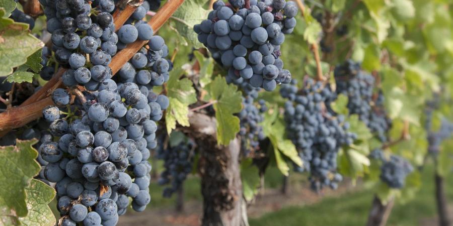 Wineries on the Golden Mile near the Lodge at Palmer Lake